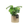 Calathea Orbifolia Dore Saksıda 